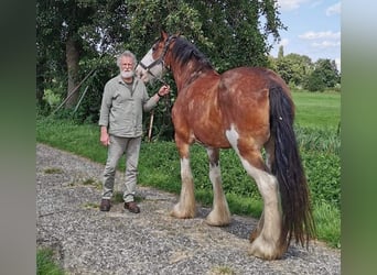 Clydesdale, Stute, 14 Jahre, 17,2 hh, Dunkelbrauner