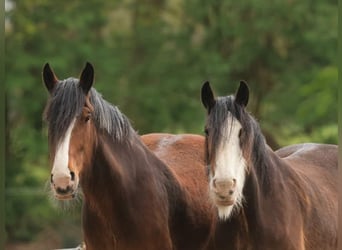 Clydesdale, Stute, 14 Jahre, 17,2 hh, Dunkelbrauner