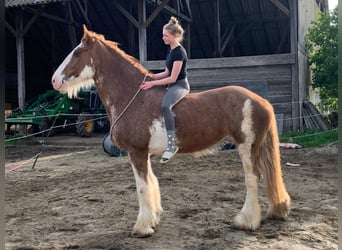 Clydesdale, Mare, 15 years, 17.2 hh, Tobiano-all-colors
