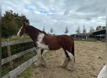 Clydesdale, Mare, 17 years, 16.3 hh, Pinto