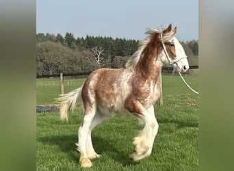 Clydesdale, Mare, 1 year
