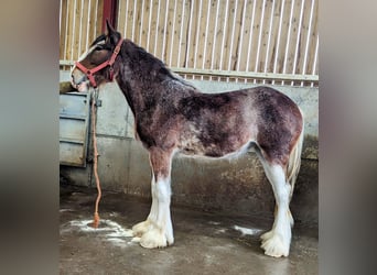 Clydesdale, Mare, 2 years, 18 hh, Roan-Bay