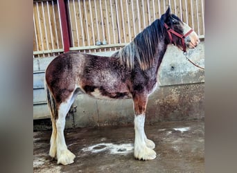 Clydesdale, Mare, 2 years, 18 hh, Roan-Bay