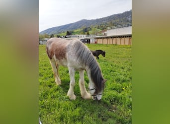 Clydesdale, Stute, 2 Jahre, Roan-Red