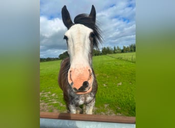Clydesdale, Mare, 3 years, 16.2 hh, Brown