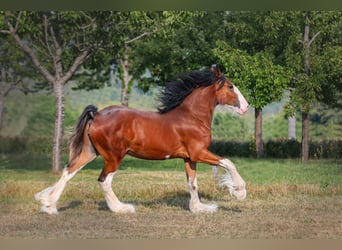 Clydesdale, Mare, 3 years, 16.2 hh, Brown