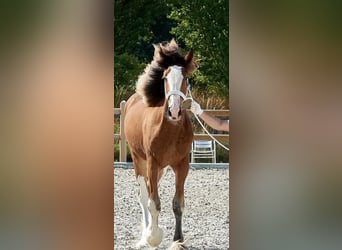 Clydesdale, Mare, 3 years, 17.1 hh, Bay