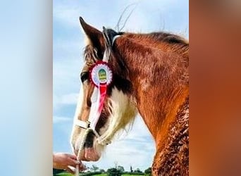Clydesdale, Mare, 3 years