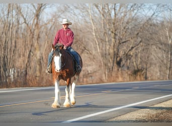 Clydesdale, Mare, 4 years, 17.3 hh, Bay