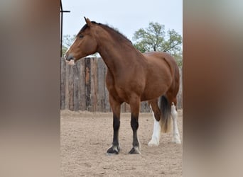 Clydesdale Mix, Mare, 4 years, Bay