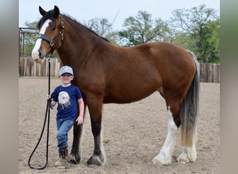 Clydesdale Mix, Mare, 4 years, Bay