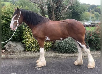 Clydesdale, Mare, 6 years, 17.1 hh, Bay