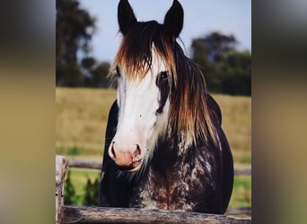 Clydesdale, Mare, 6 years, 17,2 hh, Brown