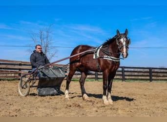 Clydesdale, Mare, 8 years, Bay