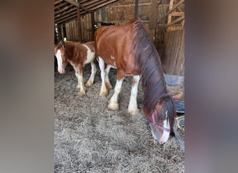 Clydesdale, Mare, 9 years, 16 hh, Bay