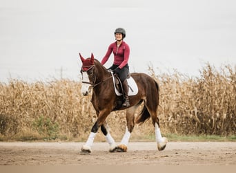 Clydesdale Mix, Mare, 9 years, Bay