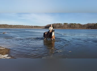 Clydesdale, Merrie, 11 Jaar, 173 cm, Roan-Bay