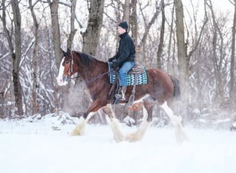 Clydesdale, Merrie, 12 Jaar, 180 cm, Roodbruin