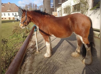 Clydesdale, Merrie, 13 Jaar, 175 cm, Bruin