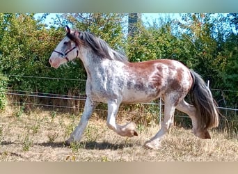 Clydesdale, Merrie, 14 Jaar, 168 cm, Roan-Red