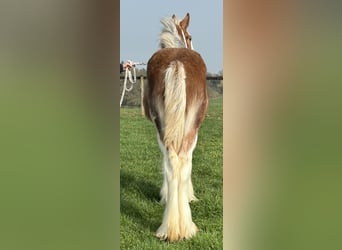 Clydesdale, Merrie, 1 Jaar