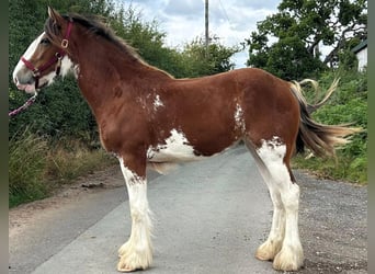 Clydesdale, Merrie, 2 Jaar