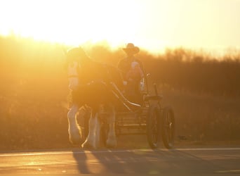 Clydesdale, Merrie, 4 Jaar, 180 cm, Roodbruin