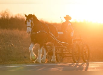 Clydesdale, Merrie, 4 Jaar, 180 cm, Roodbruin