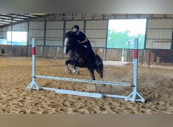 Clydesdale, Merrie, 5 Jaar, 152 cm, Roodbruin