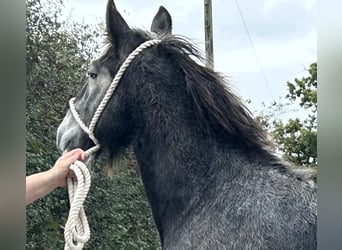 Clydesdale, Ogier, 1 Rok
