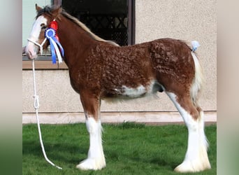 Clydesdale, Ogier, 1 Rok