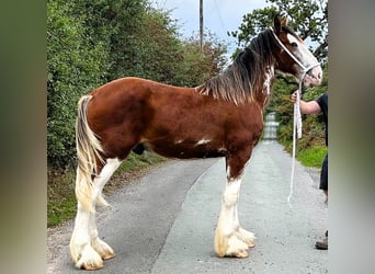 Clydesdale, Ogier, 1 Rok