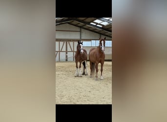 Clydesdale, Ogier, 2 lat, 162 cm, Gniada