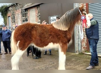 Clydesdale, Ogier, 2 lat