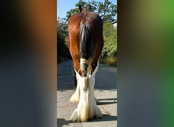 Clydesdale, Ogier, 2 lat