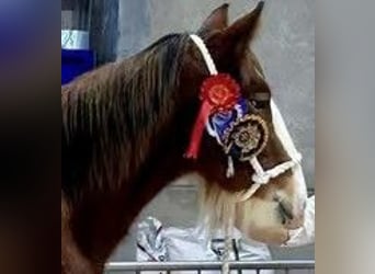 Clydesdale, Ogier, 3 lat