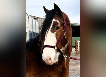 Clydesdale, Ogier, 3 lat
