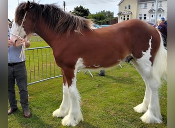 Clydesdale, Ogier, 3 lat