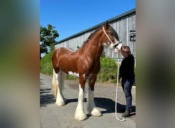 Clydesdale, Ogier, 3 lat