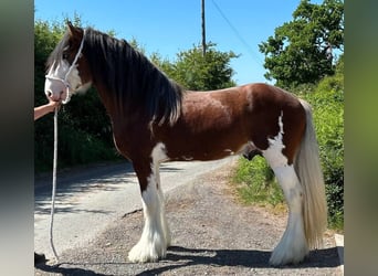 Clydesdale, Ogier, 3 lat