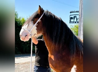 Clydesdale, Ogier, 3 lat