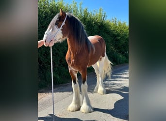 Clydesdale, Ogier, 3 lat