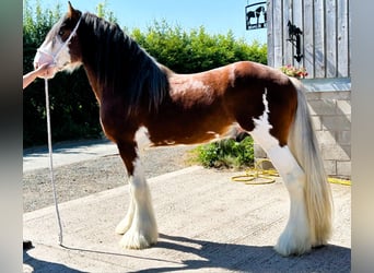 Clydesdale, Ogier, 3 lat
