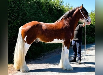 Clydesdale, Ogier, 3 lat