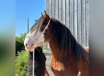 Clydesdale, Ogier, 3 lat