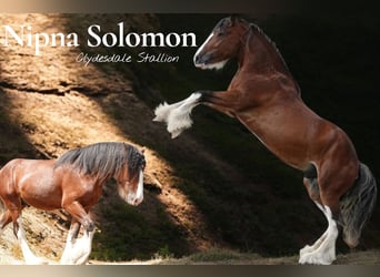 Clydesdale, Ogier, 5 lat, 179 cm, Gniada