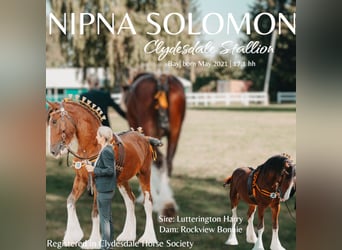 Clydesdale, Ogier, 4 lat, 179 cm, Gniada