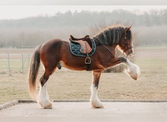 Clydesdale, Ogier, 5 lat, 179 cm, Gniada