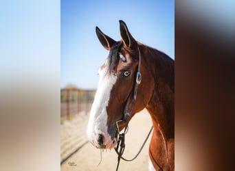 Clydesdale, Ruin, 10 Jaar, 175 cm, Roodbruin