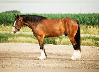Clydesdale Mix, Ruin, 4 Jaar, 163 cm, Roodbruin